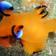 Illustration for article titled Striking Photographs Of Sea Slugs Expose The Alien World Under the Sea